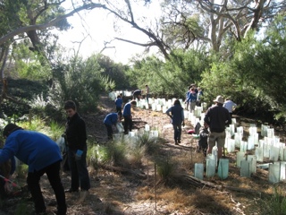 Planting in the Moorabool River Reserve