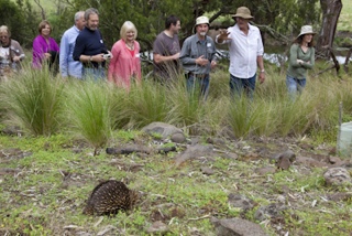 Echidna sighting on Sanctuary walk with guide Ted Thornton and guests