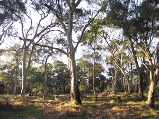 Gum trees in afternoon light