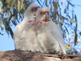 Long-billed-corellas-in-the-red-gums-by-the-river-sm