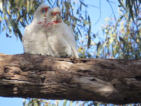 Long-billed-corellas-in-the-red-gums-by-the-river