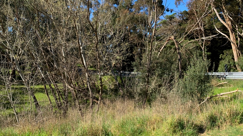 Red Gum Reserve - woody weeds before removal