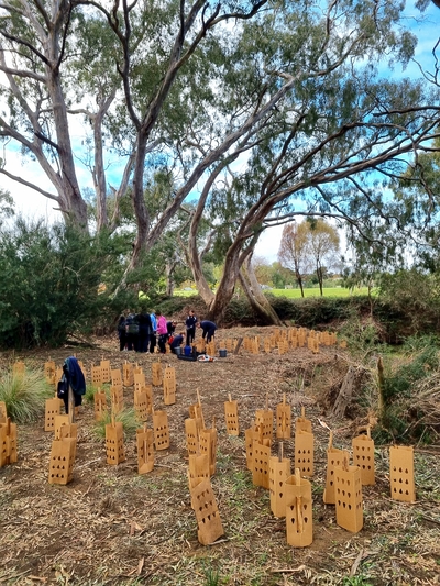 Planting Poa Grass in the Moorabool River Reserve – Covenant College students (May 2023)