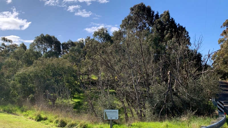 Red-Gum-Reserve-near-bridge-before-removal-of-exotics